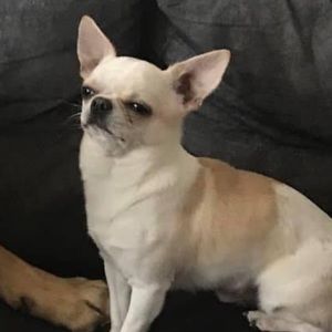 Meet your Posher, Marvin